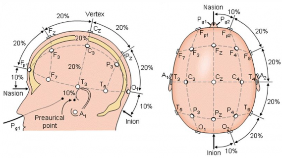 Figure 3: Nasion-Inion distance in the 10-20 system (figure downloaded from https://slideplayer.com/slide/5662211/).